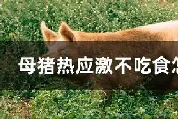 母猪热应激不吃食怎么办