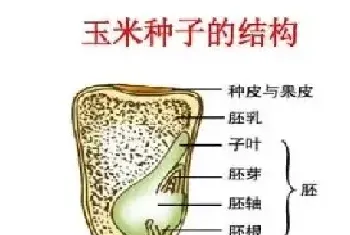 菜豆种子和玉米种子结构图 （菜豆种子和玉米种子不同点）