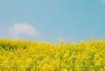 春季油菜田间管理技术