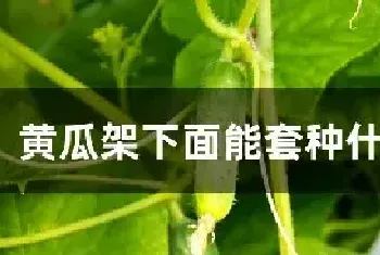 黄瓜架下面能套种什么蔬菜