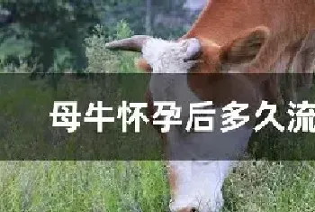 母牛怀孕后多久流粘液