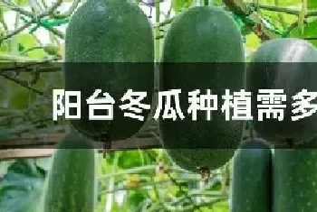 阳台冬瓜种植需多大盆