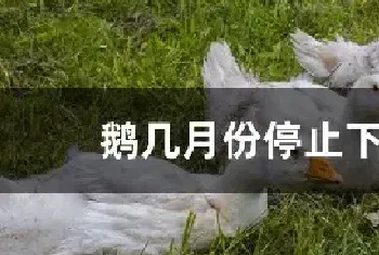 鹅几月份停止下蛋