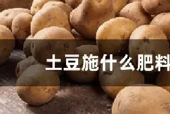 土豆施什么肥料好