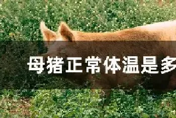 母猪正常体温是多少