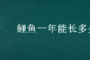 鲤鱼一年能长多少斤