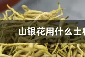 山银花用什么土种植