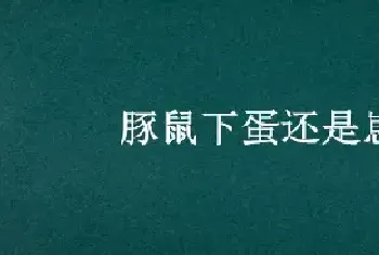 豚鼠下蛋还是崽