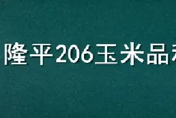 隆平206玉米品种介绍