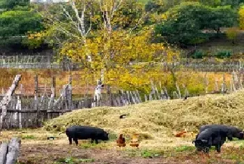 母猪多少天产仔正常