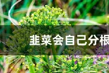 韭菜会自己分根吗