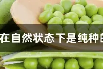 豌豆在自然状态下是纯种的原因是什么