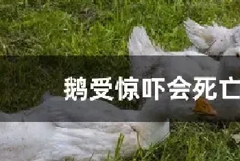 鹅受惊吓会死亡吗