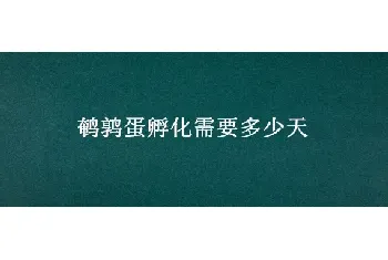 鹌鹑蛋孵化需要多少天