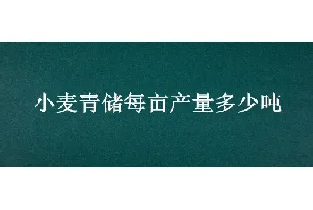 小麦青储每亩产量多少吨