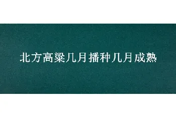 北方高粱几月播种几月成熟