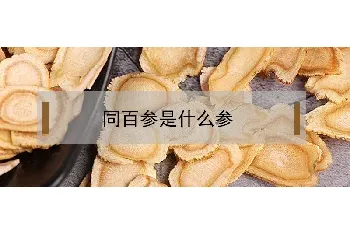 同百参是什么参