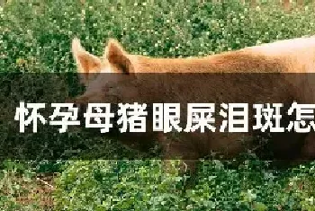 怀孕母猪眼屎泪斑怎么解决