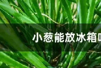 小葱能放冰箱吗