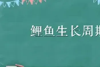 鲤鱼生长周期