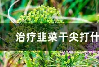 治疗韭菜干尖打什么药