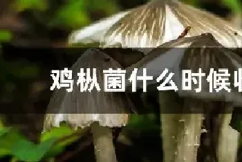 鸡枞菌什么时候收获