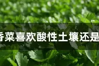 香菜喜欢酸性土壤还是碱性土壤