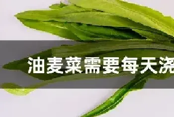 油麦菜需要每天浇水吗