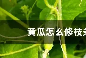 黄瓜怎么修枝条