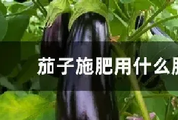 茄子施肥用什么肥料