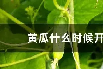 黄瓜什么时候开花