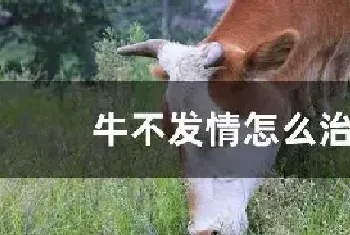 牛不发情怎么治疗