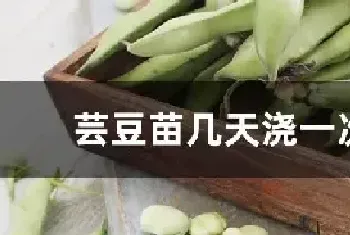 芸豆苗几天浇一次水