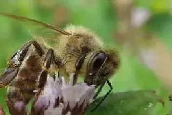 蜜蜂的特点和生活特征