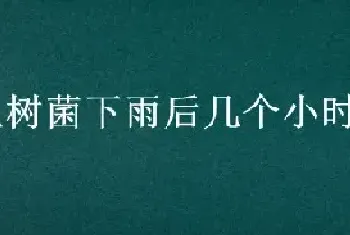 枞树菌下雨后几个小时能长出来