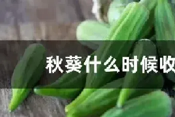 秋葵什么时候收获