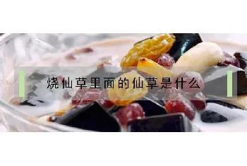 烧仙草里面的仙草是什么