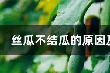 丝瓜不结瓜的原因及措施