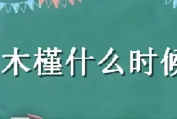 小木槿什么时候打顶