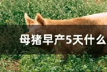 母猪早产5天什么原因