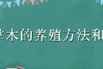 鸭掌木的养殖方法和注意事项