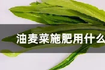 油麦菜施肥用什么肥料