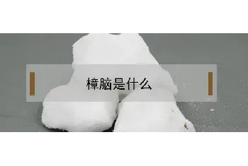 樟脑是什么