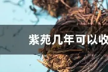 紫苑几年可以收获