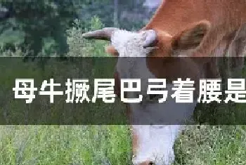 母牛撅尾巴弓着腰是什么病