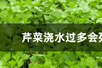 芹菜浇水过多会死吗