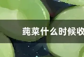 莼菜什么时候收获