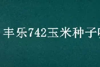 丰乐742玉米种子哪里卖