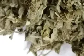 艾草精油的功效与作用