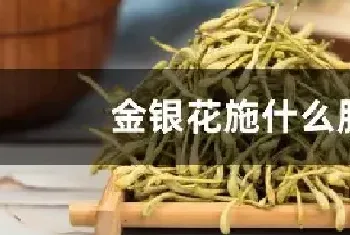 金银花施什么肥